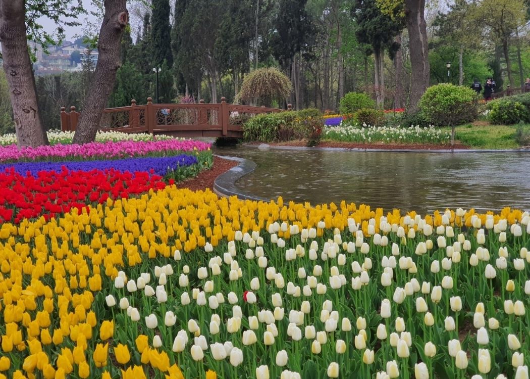 tulip festival in emirganistanbul
